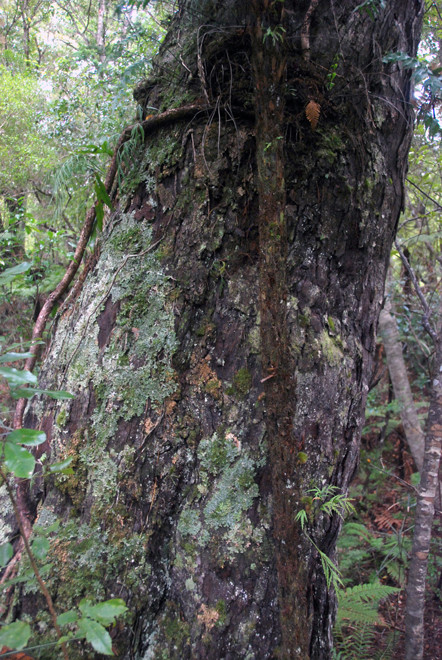 Giant rimu trunk on Ulva Island. Rimu (Dacrydium cupressinum) is the commonest and most widely distributed conifer in New Zealand