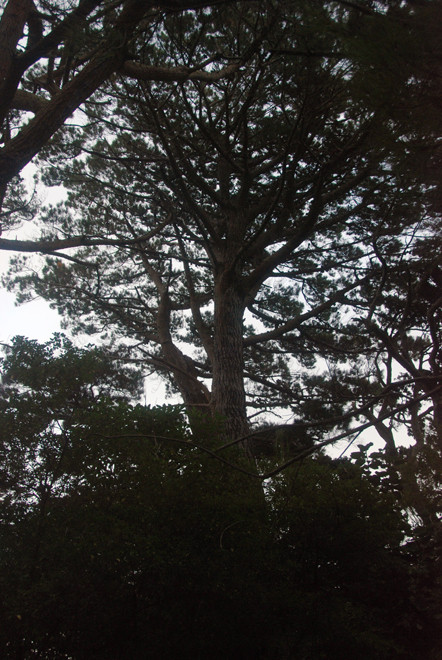 Another huge Monterey Pine - Pinus radiata behind Sydney Cove. These were planted by Charles Fraill in the late 19th century. A commited botonist he petitioned the government to make Ulva a sanctuary 