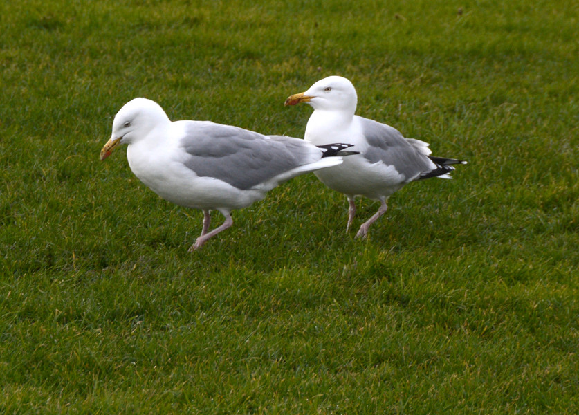 ...go. Puddle, puddle, puddle. Herring Gulls puddling for worms on the Green at Deal, Kent.