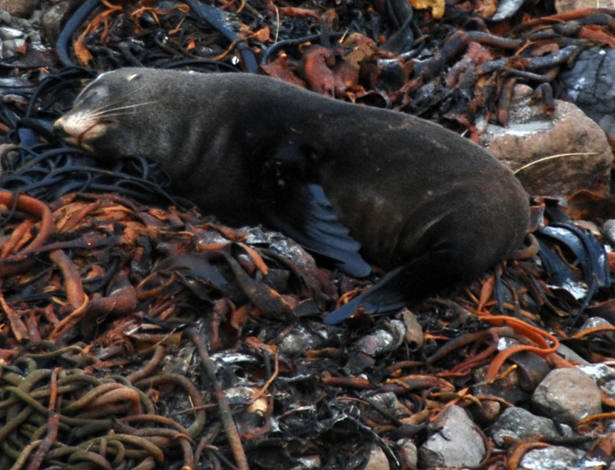 A fur seal resting on washed-in seaweed at Sand Fly Beach on the Otago Peninsula