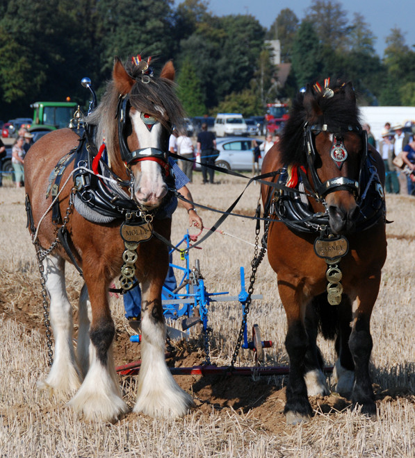 Molly, a 13-year-old, a red roan Clydesdale, and Barney (at a hand taller) a 14-year-old bay Ardennes.