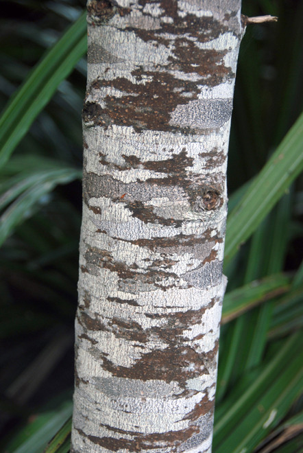 Kamahi multi-trunk thicket on the Rakiura Track east of Lee Bay on Stewart Island. 