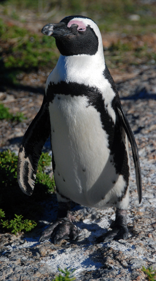 African Penguin (Spheniscus demersus) at Boulders Beach, Simon's Town showing pink glands above its eyes used for thermoregulation - the pinker the band the hotter the bird