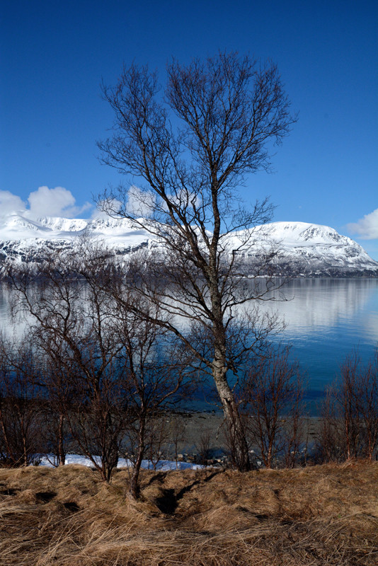 Silver  or Downy Birch with the Ullsfjorden creating a dramatic backdrop in subarctic Norway near the Svensby ferry crossing taking the road between Tromso and Olderdalen. 