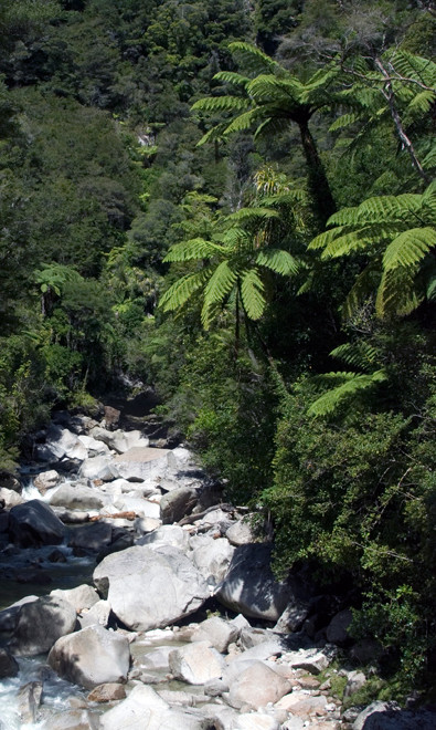 Tree ferns and skeletal bleached rocks on the Wainui Falls walk. 