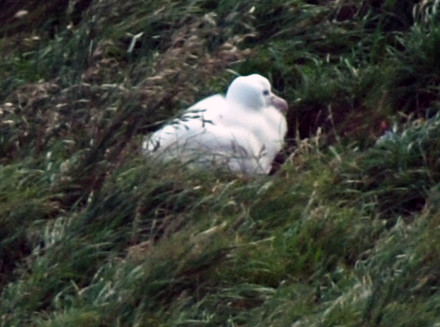Taiaroa Head albatross chick in the rough, sheltering vegetation of the nest site  - a steep slope facing into prevailing winds and updraughts