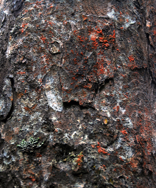 Tree bark and red algae on Miro tree. (Thanks to Peter Tait for helping with the identification.)