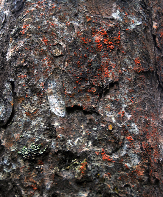 Tree bark and red algae on Miro tree. (Thanks to Peter Tait for helping with the identification.)