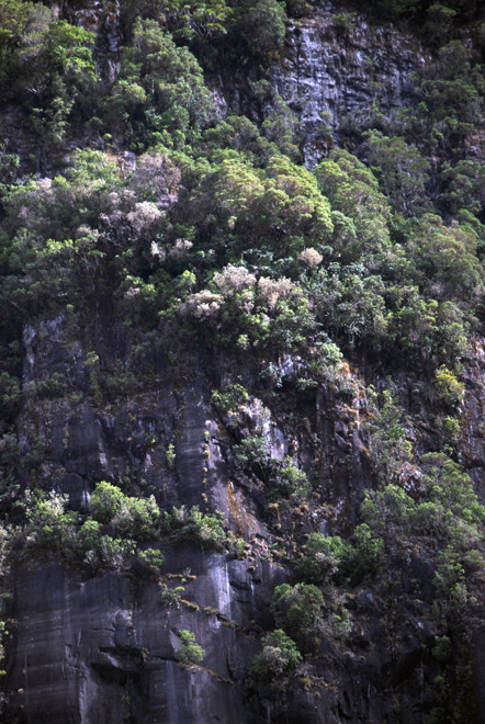 Colonisation on vertical rock faces that defies belief. Pioneer trees and larger trees on the face of Cone Rock below Fox Glacier