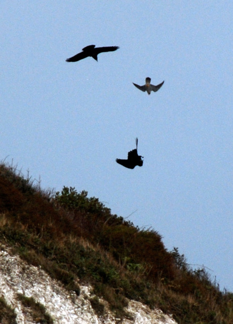 Two ravens, one turning upside down, and a peregrine diving