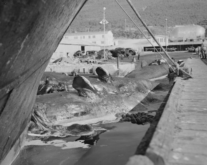 Whaling Station in Tromsø Sound, 1961 (National Library of Norway http://www.nb.no/nbsok/nb/e5792cc87f6dd83037be30c8bdc0dd72?index=3#0).