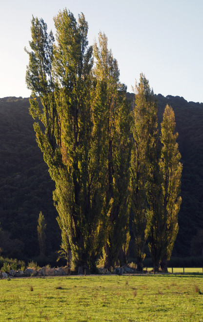 Wainui Bay poplars in the evening light