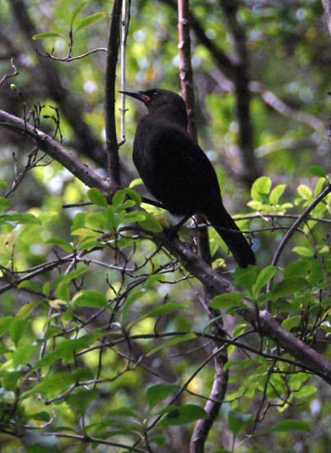 South Island Saddleback (Philesturnus carunculatus caranulatus)  in Shiny Karamu (Coprosma lucida) on Ulva Island. 