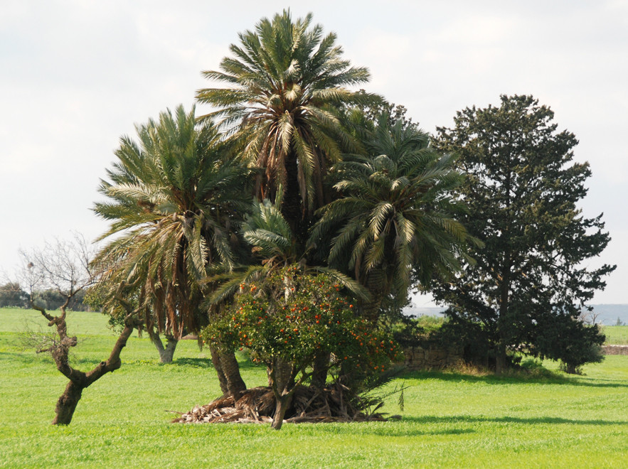 Date palms and orange tree near Hula Sultan Tekke