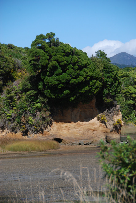 A spectacularly bushy tree on Whanganui Inlet, possible a Pukatea - Laurelia novae-zelandiae