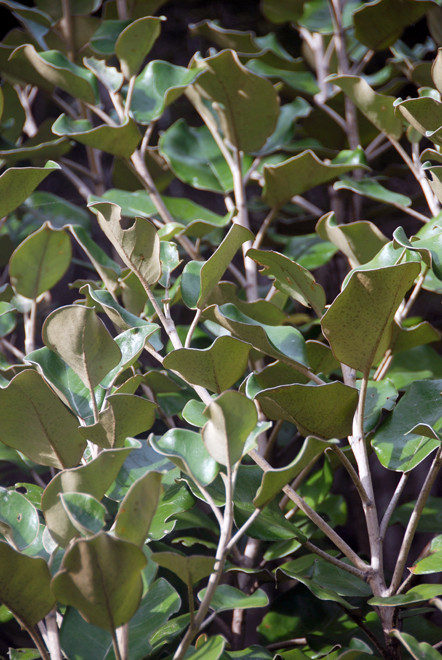 Senicio reinoldi -  (formerly) now more commonly known as Brachyglottis rotundifolia. Note the difference in leaf colour on exposed leaves as opposed to those in the understory in photo above. (Thanks