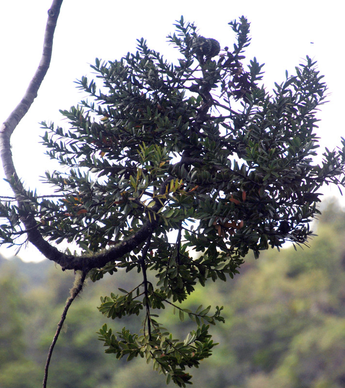 Kauri foliage and cone at the Square Kauri. 