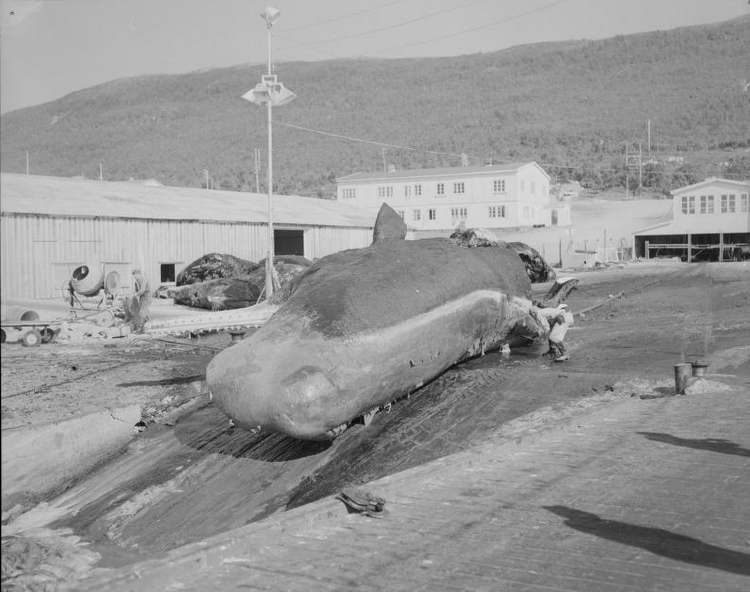 Hvalflensing (Wahle Flensing) in Tromsø Sound, 1961 (National Library of Norway http://www.nb.no/nbsok/nb/d2d68b5d939de335c0408a4aa8d6c5c4.nbdigital?lang=no#0).