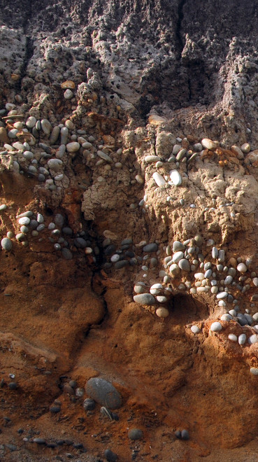 Raised beach sands and pebbles uplifted in the last 100,000 years at Punakaiki. These deposits once covered all the rocks and have been eroded to reveal the limestone beneath.