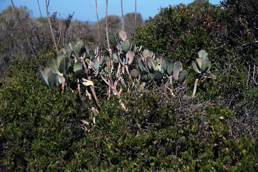 Lowland Fynbos, landward  side, Langebaan Lagoon