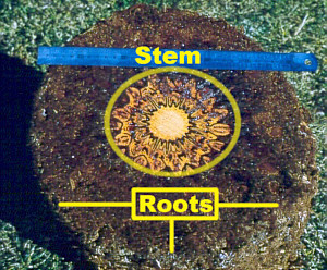 Cross section of dicksonia tree fern showing thick layer of roots and inner stem - often used to make highly patterned products for tourists (Uni Hamberg Biology Dept click for link)