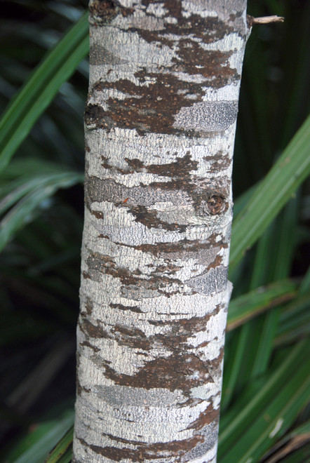 Beautiful horizontal patterning on a Kamahi (Weinmannia racemosa) trunk on the Ackers Point path