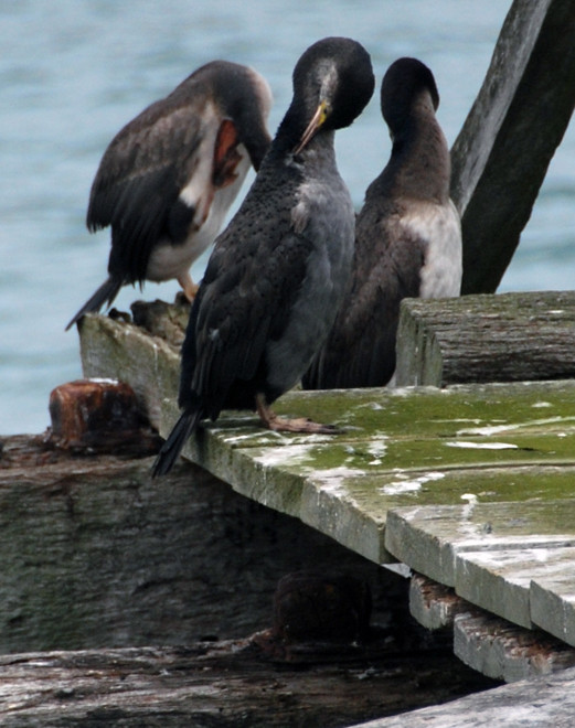 Shag preening on the old wooden wharves, Bluff, NZ. Possibly the 'bronze morph' Stewart Island Shag - note the big upraised pink foot on the shag to the left (Late summer, Bluff, NZ.)