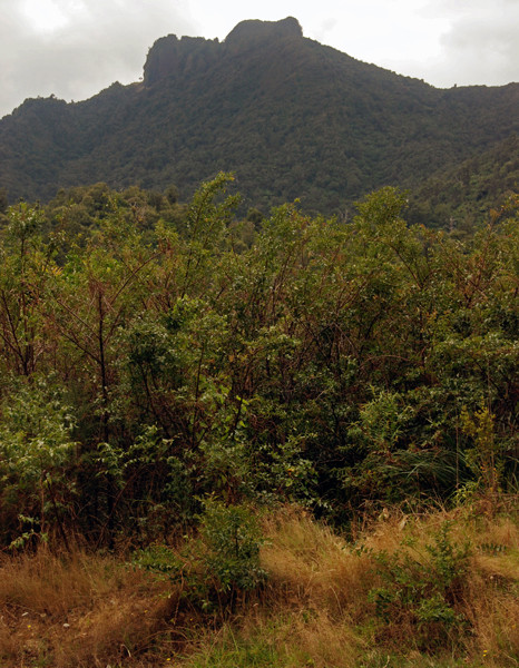 Maumaupaki, the highest summit in the Coromandel Range at 822m. 