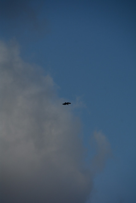 Golden Eagle or sea eagle? Flying way up in the freezing sky and moving fast with apparently no effort.