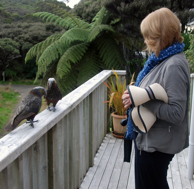 Kakas for Scott? Stewart Island.