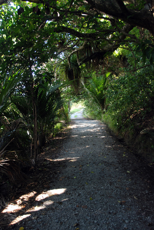 Young Nikau palms and tree festooned with epiphytes at Mahurangi Regional Park.