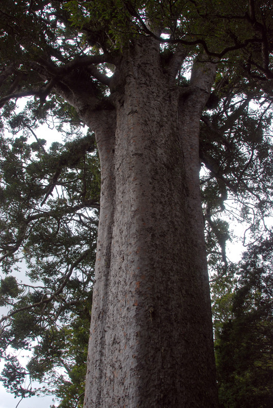 The Sqaure Kauri tree on the Coromandel Peninsula. 