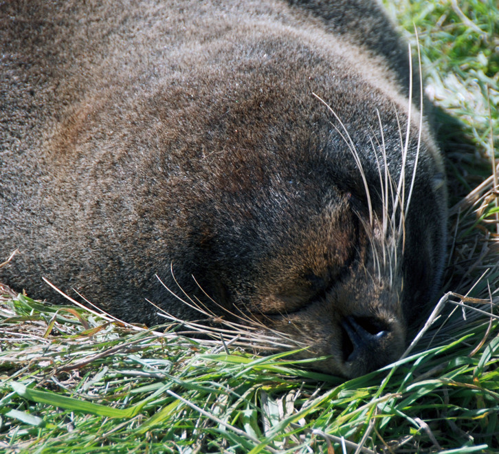 Otago seals dive almost exlusively at night and their highly sensitive whiskers help them find their prey on long dives