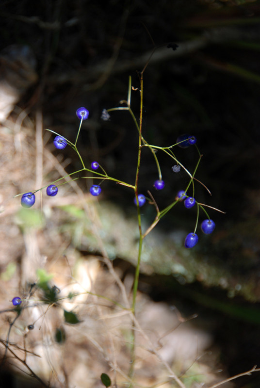 This Turutu/New Zealand blueberry, inkberry (Dianella nigra) was growing in one of the steeper areas of paddock. It is common throughout habitats and areas of New Zealand. 