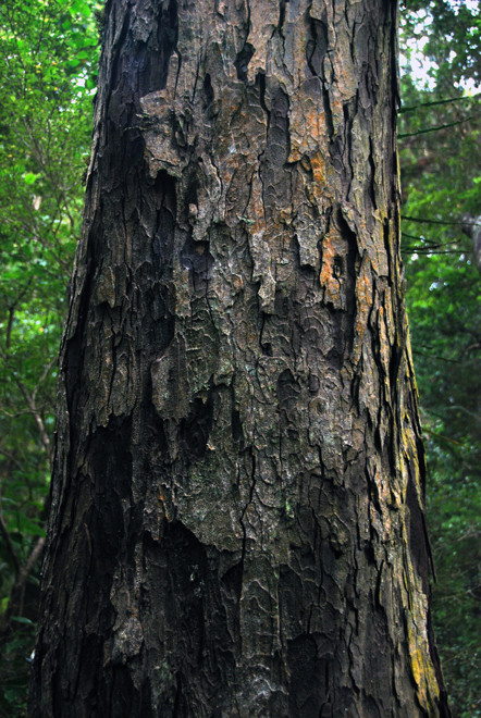 Ridging charateristic of mature Rimu bark, Ulva, Stewart Island.