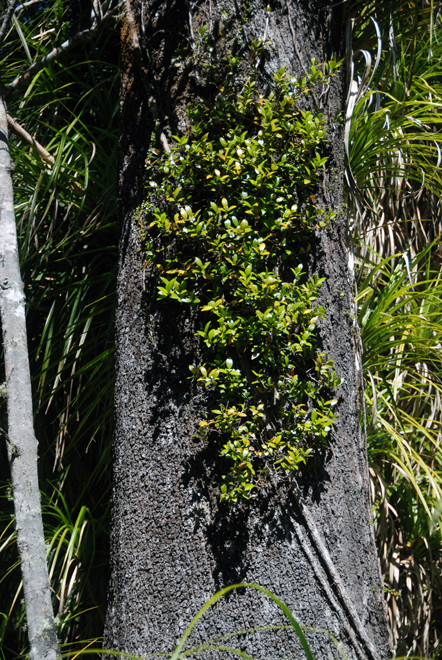 Possibly Metrosideros fulgens (Scarlet vine rata)