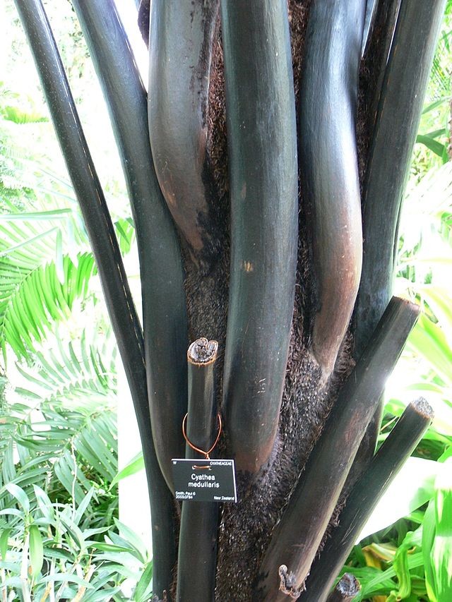 Black tree fern with hexagonal stipe (stalk) Courtesy Prashanthns WikiCommons
