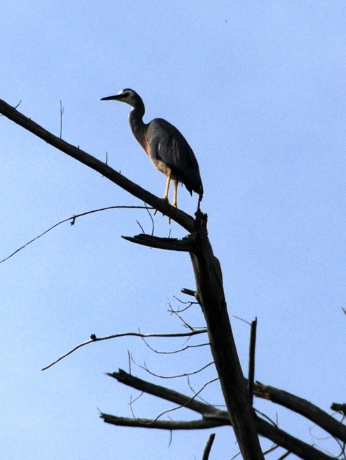 White-faced heron in a dead tree, Taupo Head Walk, Wainui Bay.