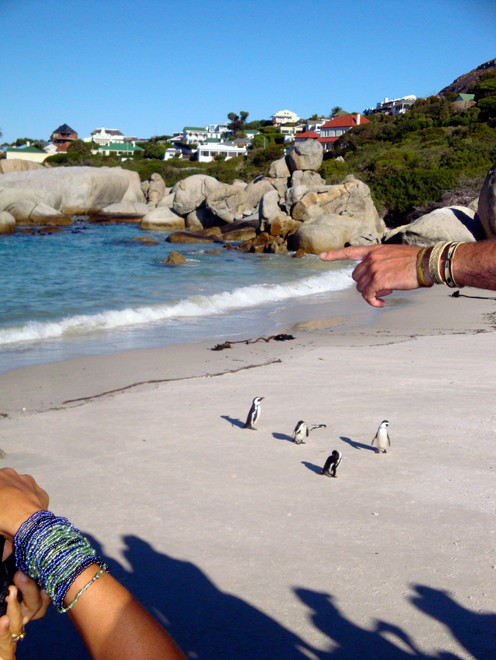 Moving from one safe confine to another: Simon's  Town and the Boulder African Penguin colony (c) PME