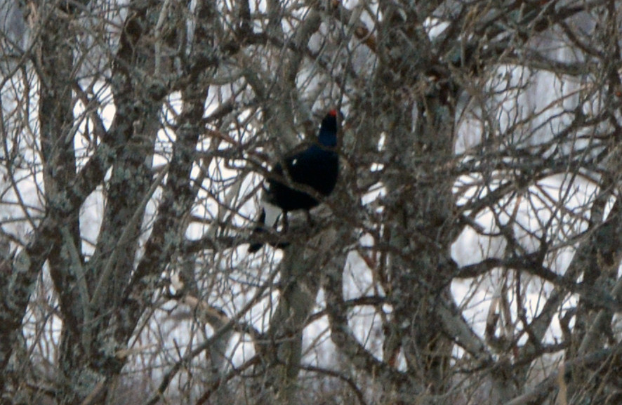 Black Grouse in a tree on the road to Jøvik. 