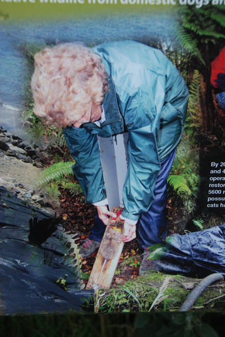 The community-led initiative to trap out ratsa and possum on Ackers Point and around Oban on Stewart Island.