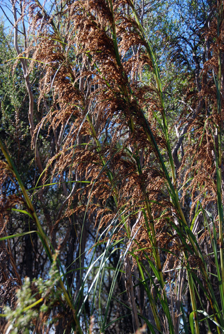 Gahnia rigida - a tall sedge with a cutting-edged leaf.