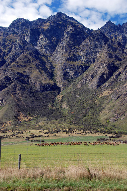 A spectacular setting for deer farming underneath the peaks of The Remarkables, Otago.