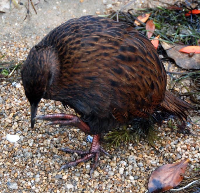 Hunted as bush hens and vulerable to introduced mammal predators the weka is classed as a vulnerable speices. This is the Stewart Island Weka on Ulva Island.