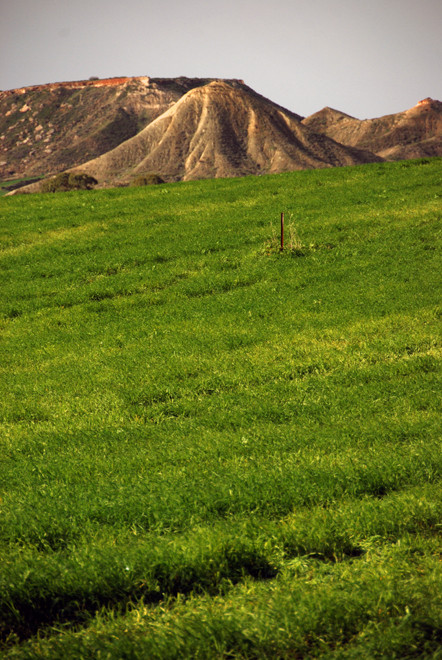 Brilliant fields of winter wheat and the strange eroded hills behind Tseri.