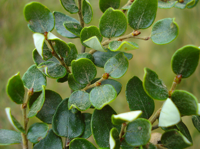 Mountain Beech foliage - note whiter undersides (Courtesy TER