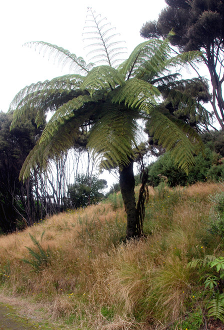 Mamuka/Black tree fern - (Cyathea medullaris) - in cleared land being recolonised by Manuka and Gorse and grasses at foot of Ackers Point, Stewart Island. 