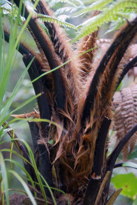 Wheki/ Rought Tree Fern (Discksonia squarrosa) with its characteristically harry stipes (frond stems), Ulva Island.