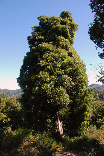 Tree near Mangarakau