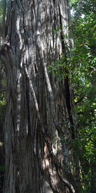 Totara trunk and bark in forest at Casacade/Kauri Track near Waitakere, Auckland.